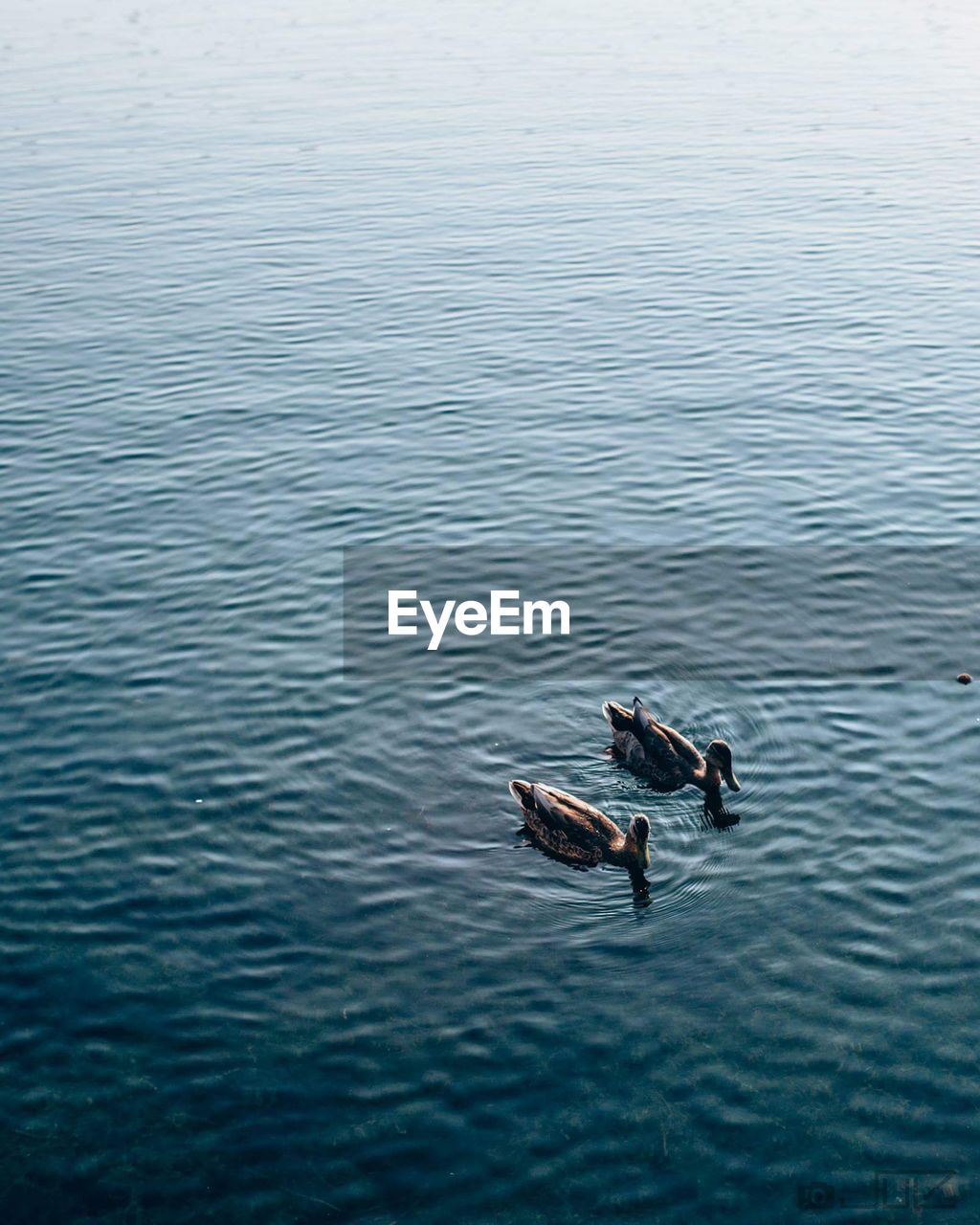HIGH ANGLE VIEW OF DUCKS SWIMMING IN SEA
