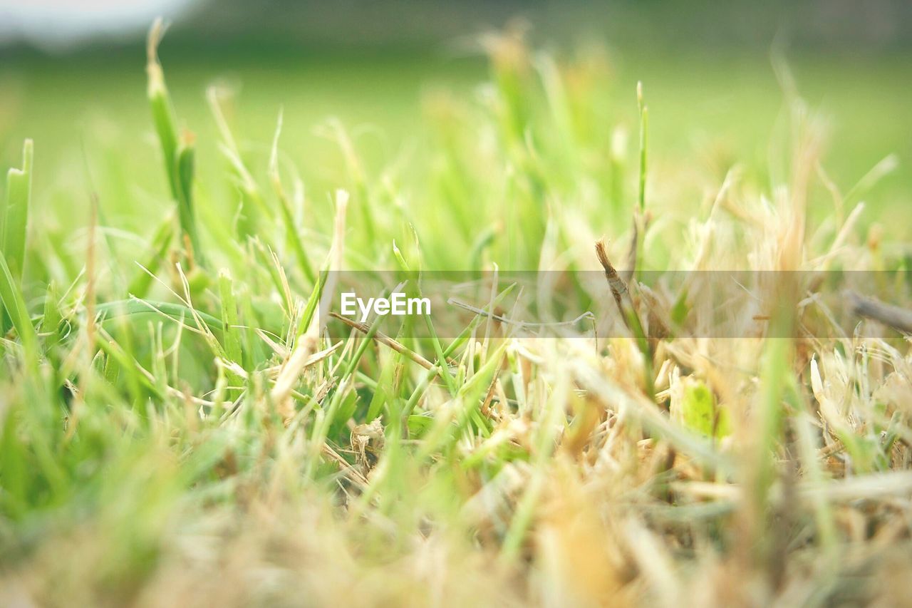 CLOSE-UP OF CROP GROWING ON FIELD