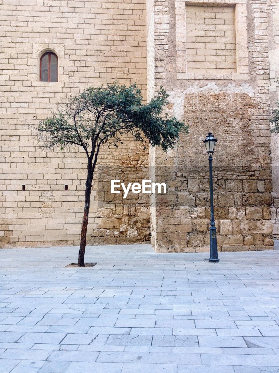 Tree on sidewalk against brick wall