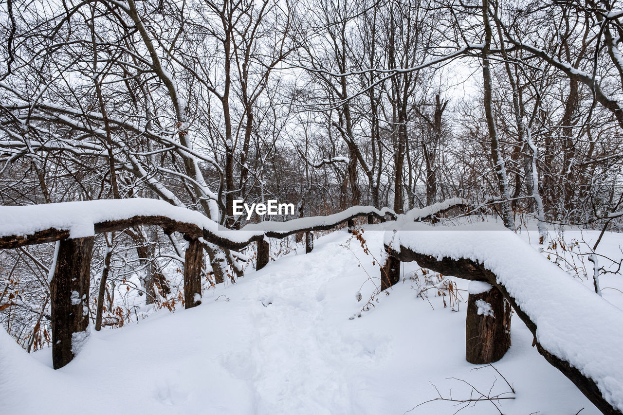 BARE TREES ON SNOW COVERED LAND