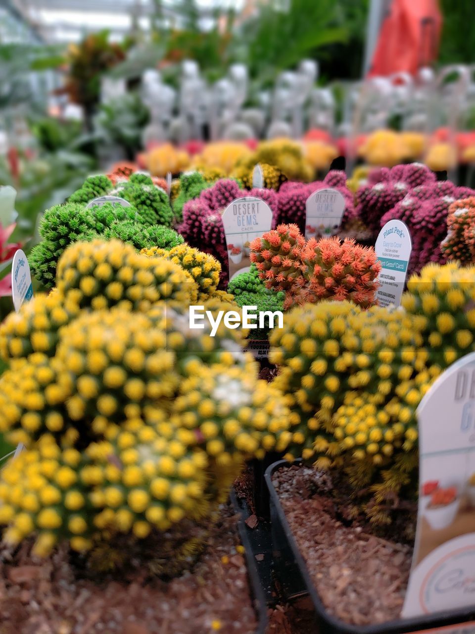 CLOSE-UP OF FRUITS AT MARKET STALL