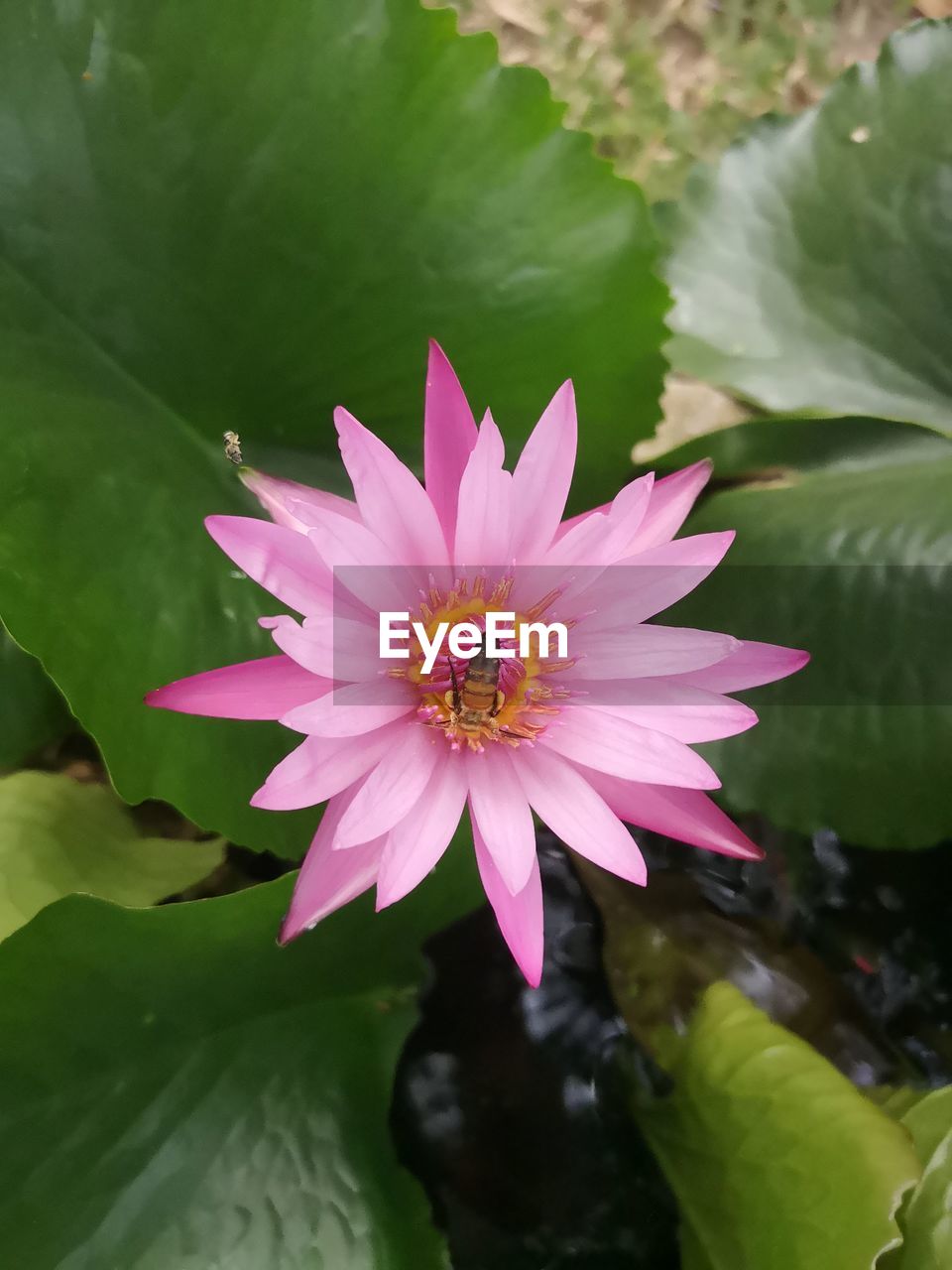 flower, flowering plant, plant, beauty in nature, freshness, leaf, water lily, plant part, petal, pink, flower head, water, nature, lake, inflorescence, aquatic plant, close-up, fragility, lotus water lily, macro photography, growth, no people, green, pollen, lily, floating, outdoors, floating on water, blossom, environment, springtime, botany, day, animal themes, animal