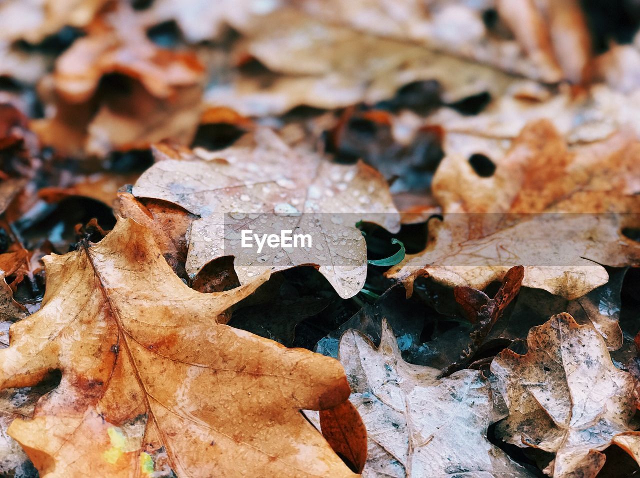 CLOSE-UP OF MAPLE LEAF ON AUTUMN LEAVES