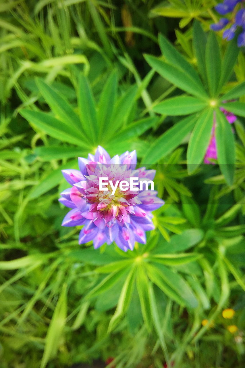 PURPLE FLOWERS BLOOMING OUTDOORS