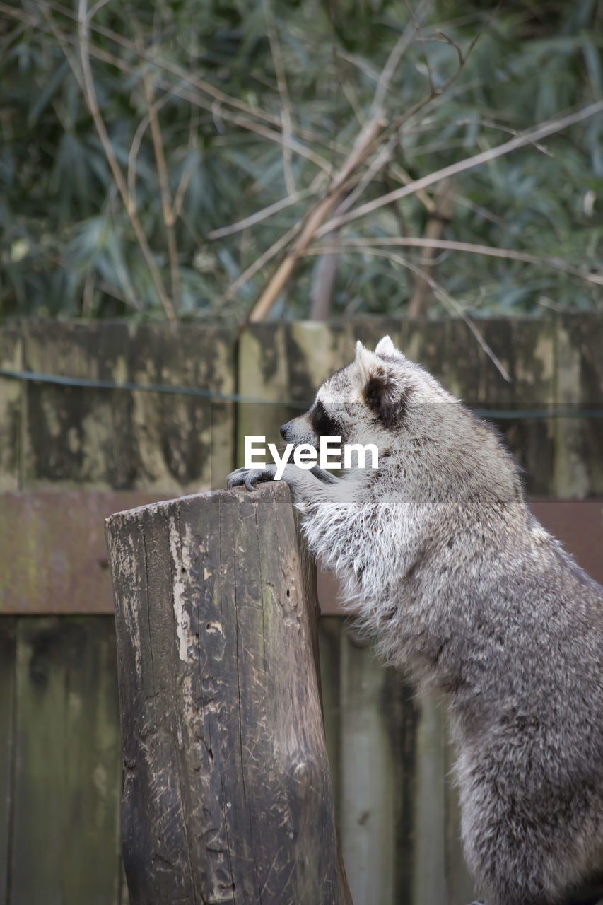 VIEW OF A CAT ON WOODEN FENCE