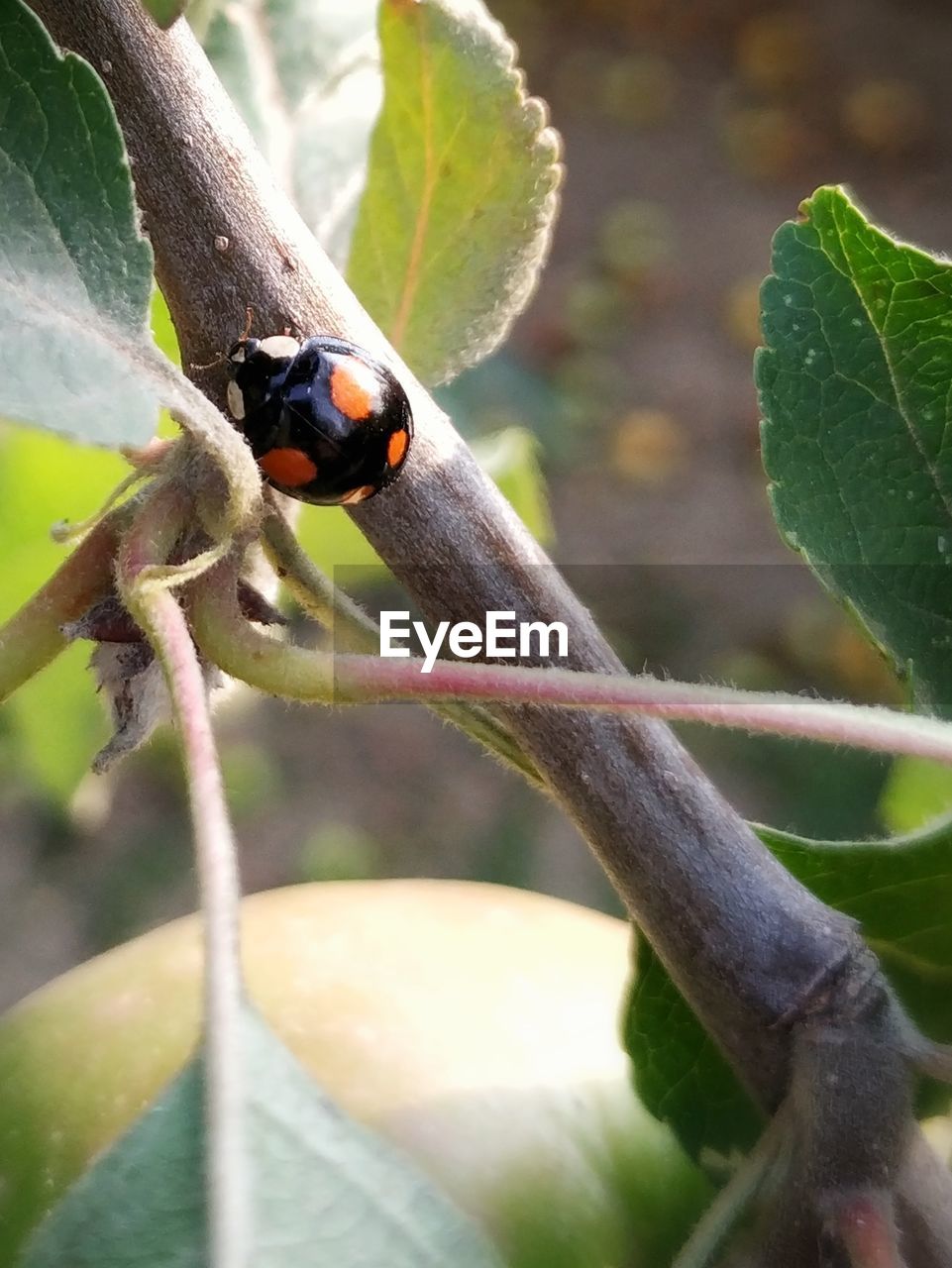 CLOSE-UP OF LADYBUG ON GREEN LEAF