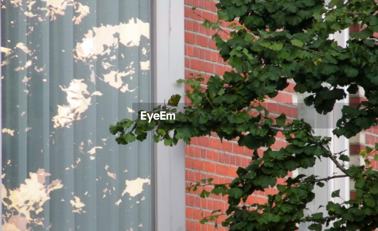 IVY GROWING ON BUILDING