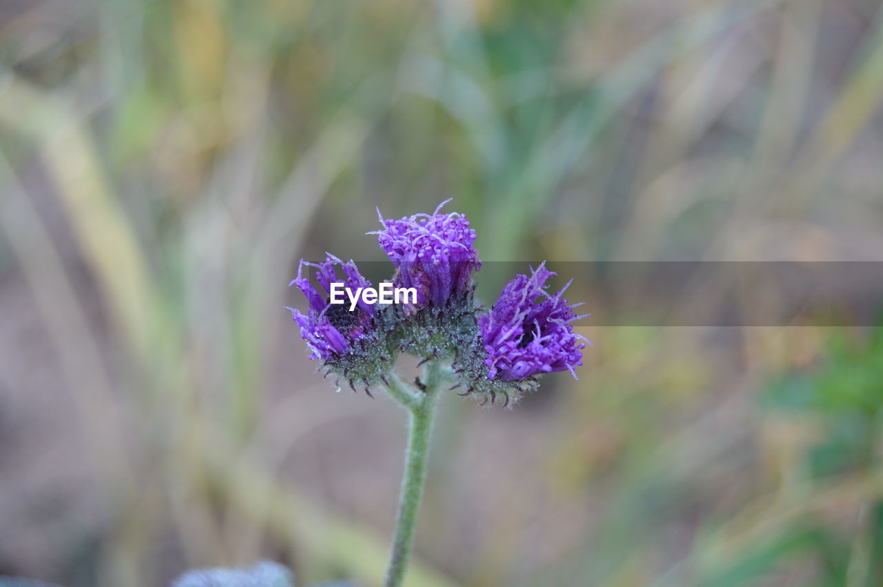 Close-up of purple flowering plant on field