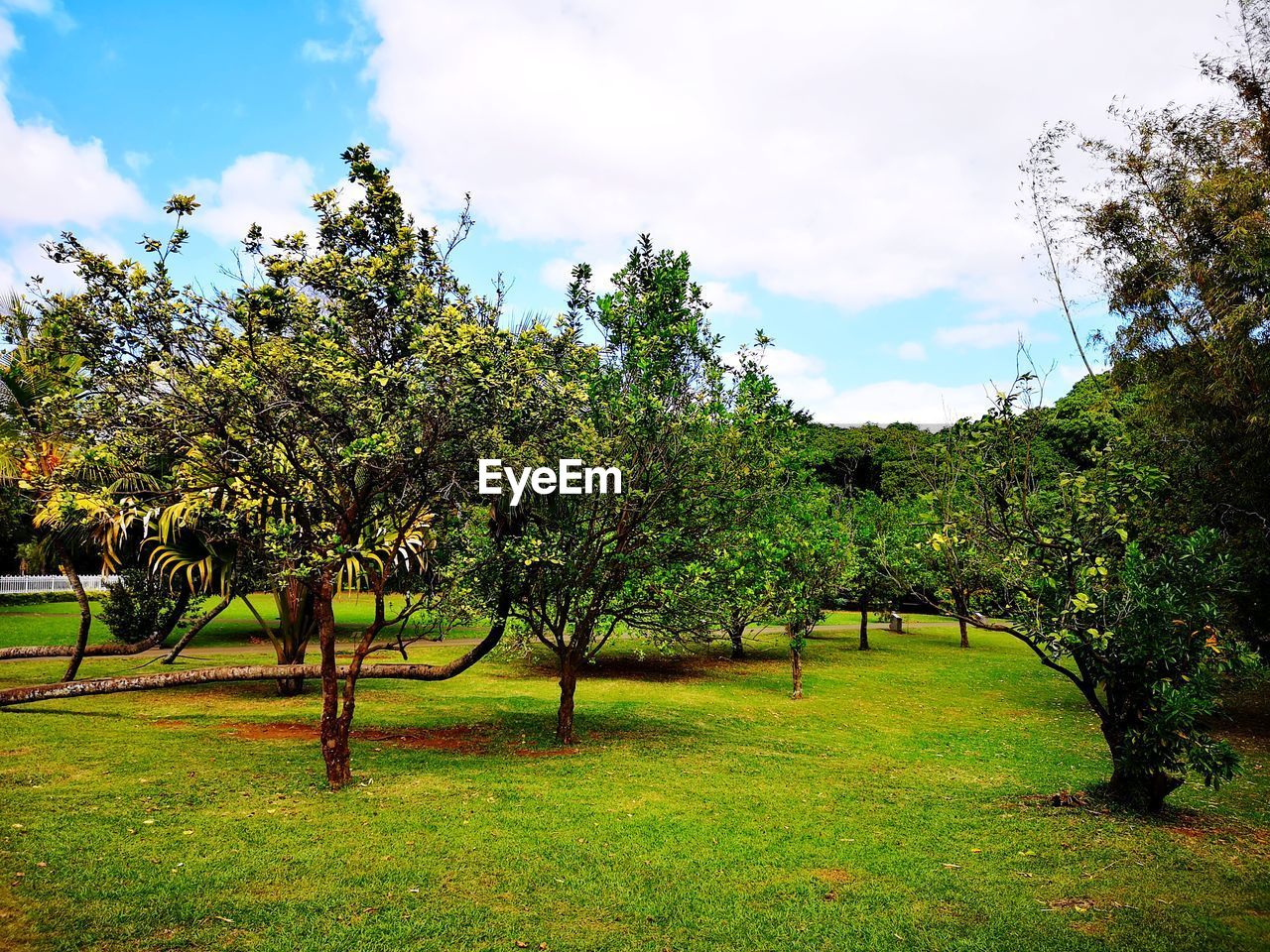 TREES IN FIELD AGAINST SKY