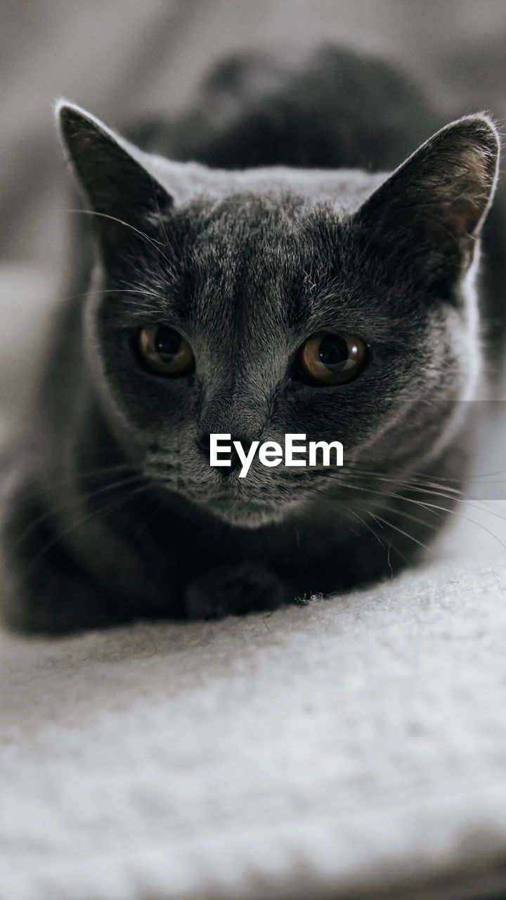 Close-up portrait of a cat