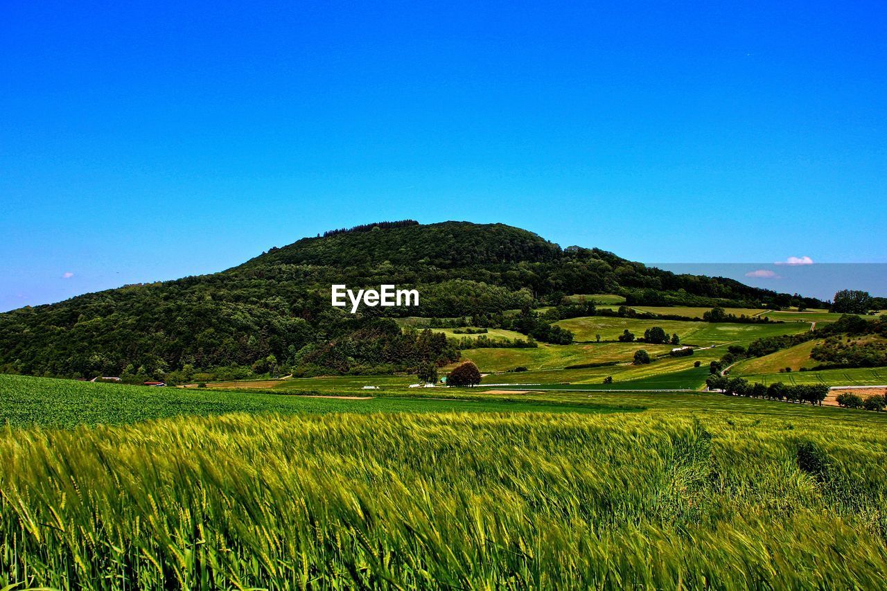 SCENIC VIEW OF AGRICULTURAL FIELD AGAINST CLEAR SKY