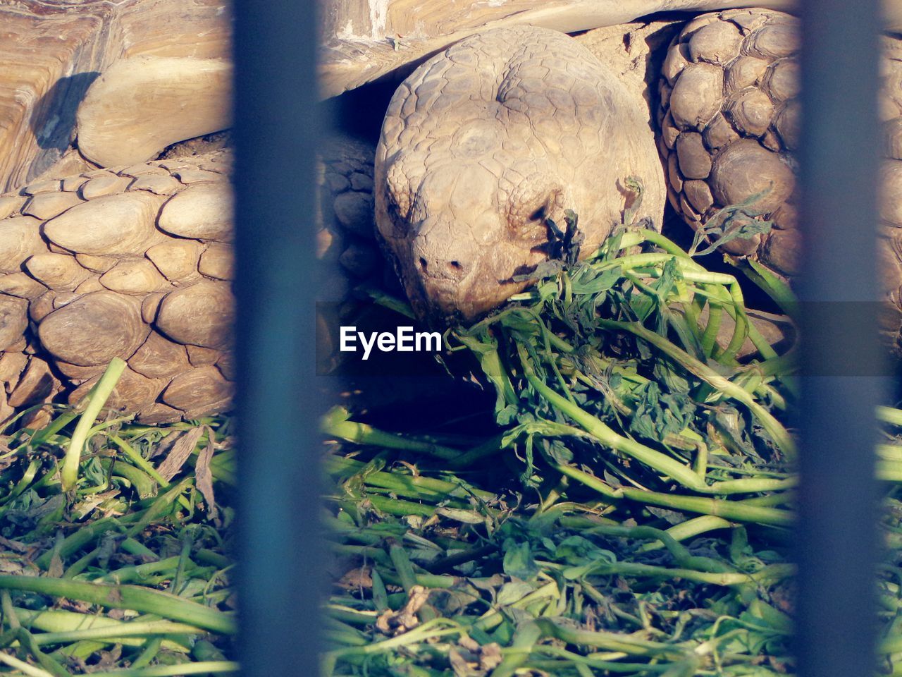 no people, plant, branch, nature, animal, green, animal themes, day, animal wildlife, one animal, reptile, outdoors, fence, leaf, wildlife, close-up, mammal