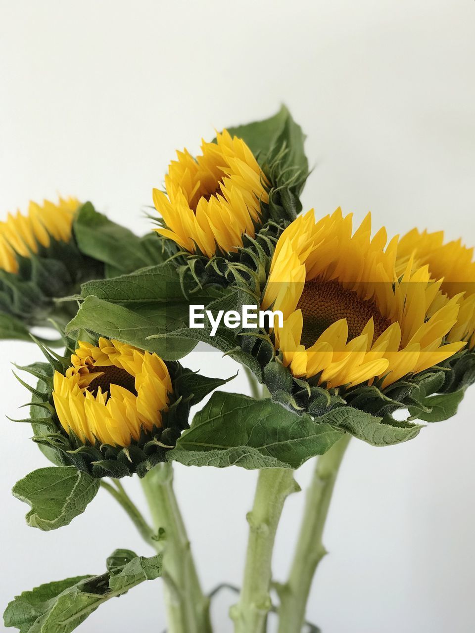 CLOSE-UP OF YELLOW FLOWERS AGAINST WHITE BACKGROUND