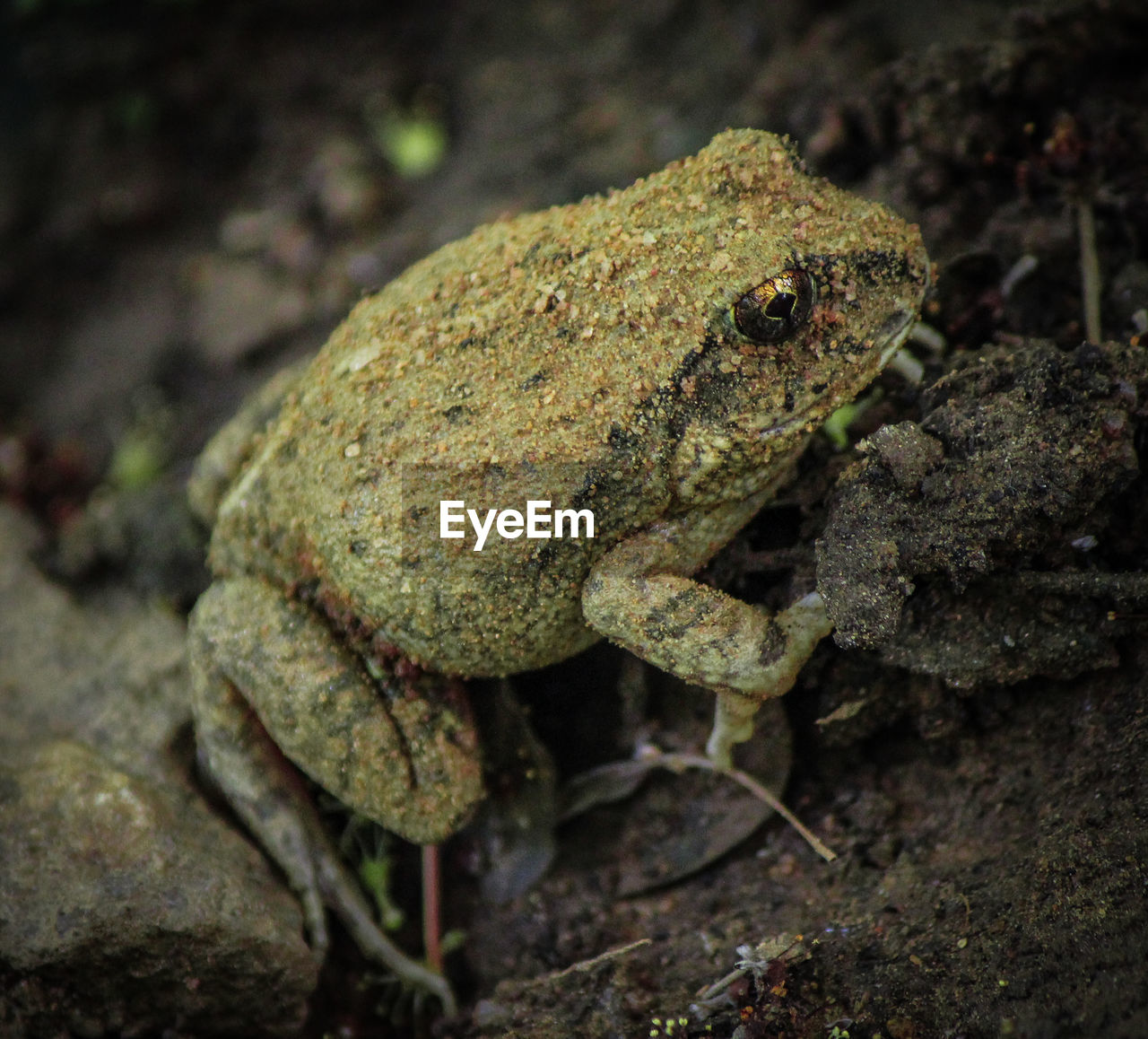 CLOSE-UP OF FROG