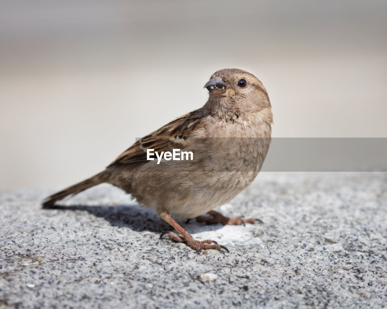 CLOSE-UP OF BIRD PERCHING ON LAND