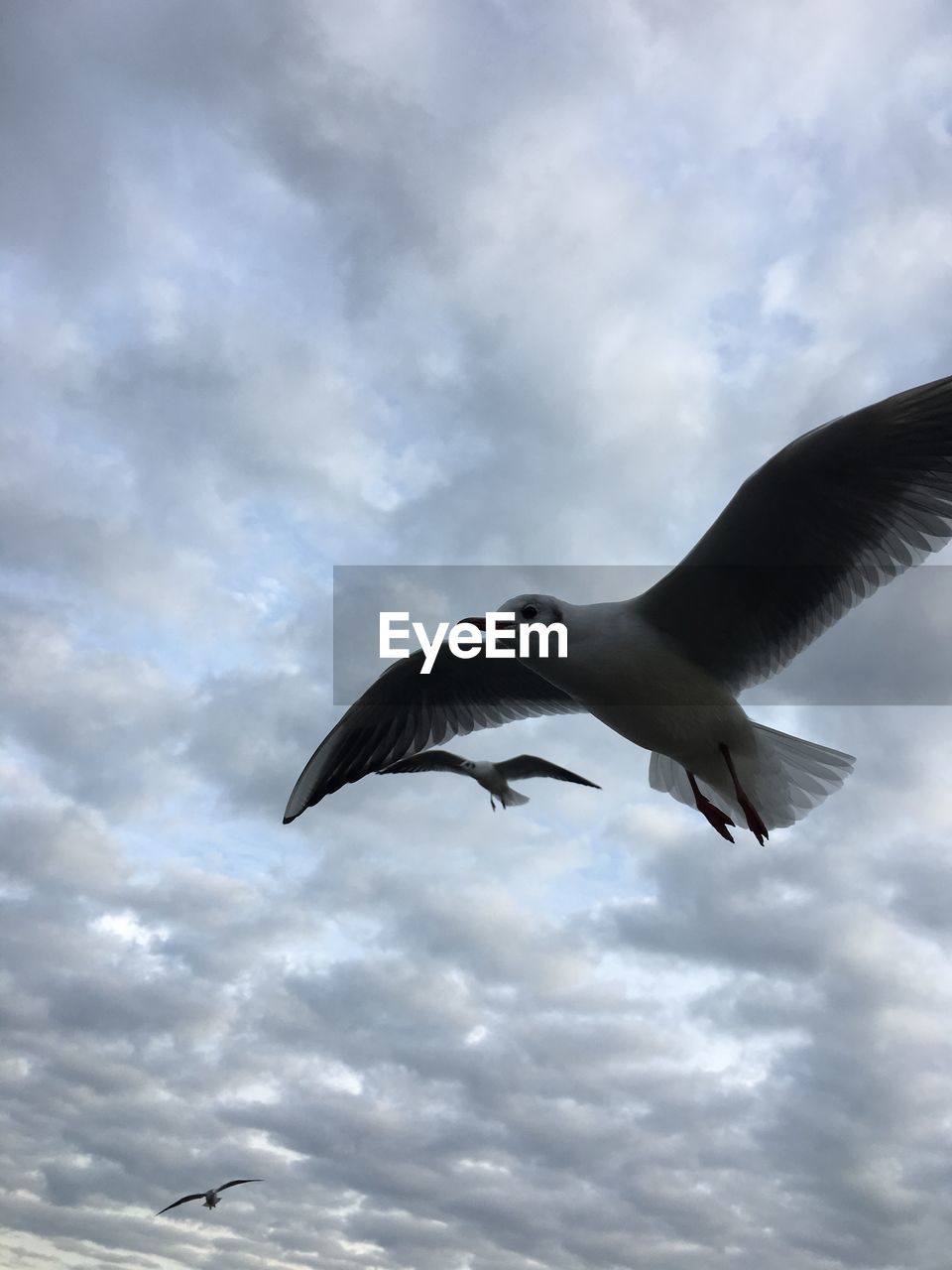 LOW ANGLE VIEW OF SEAGULLS FLYING