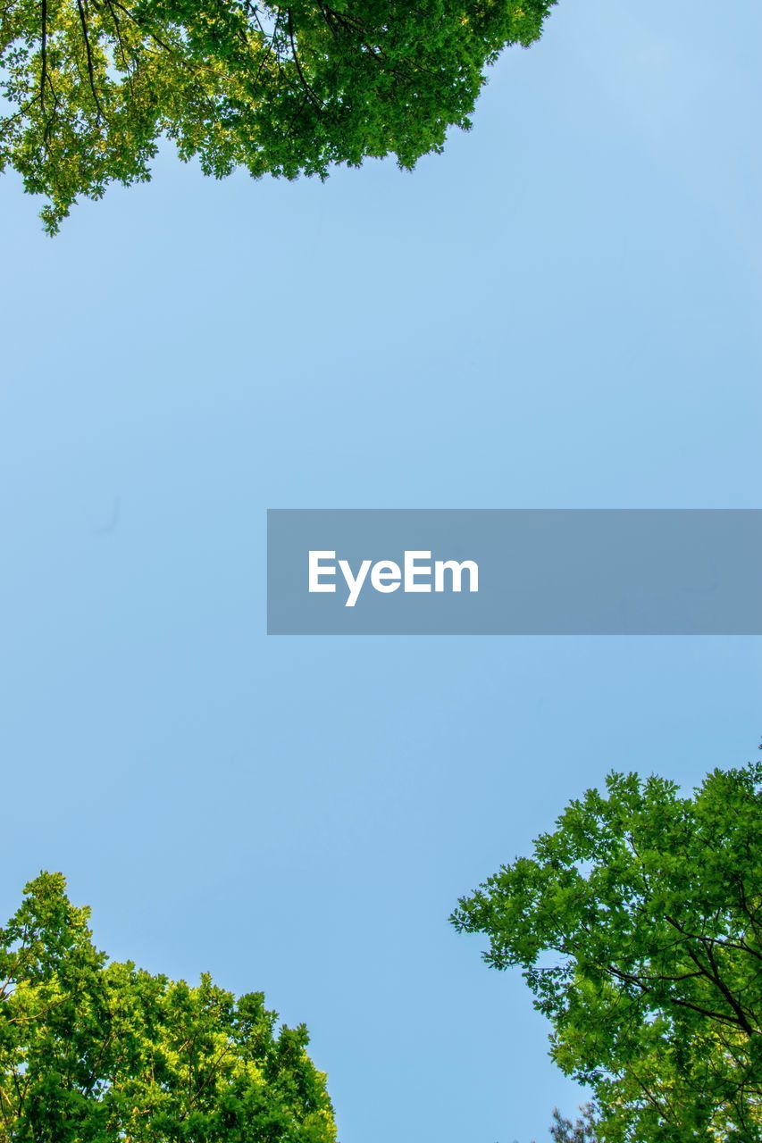 LOW ANGLE VIEW OF TREE AGAINST CLEAR BLUE SKY