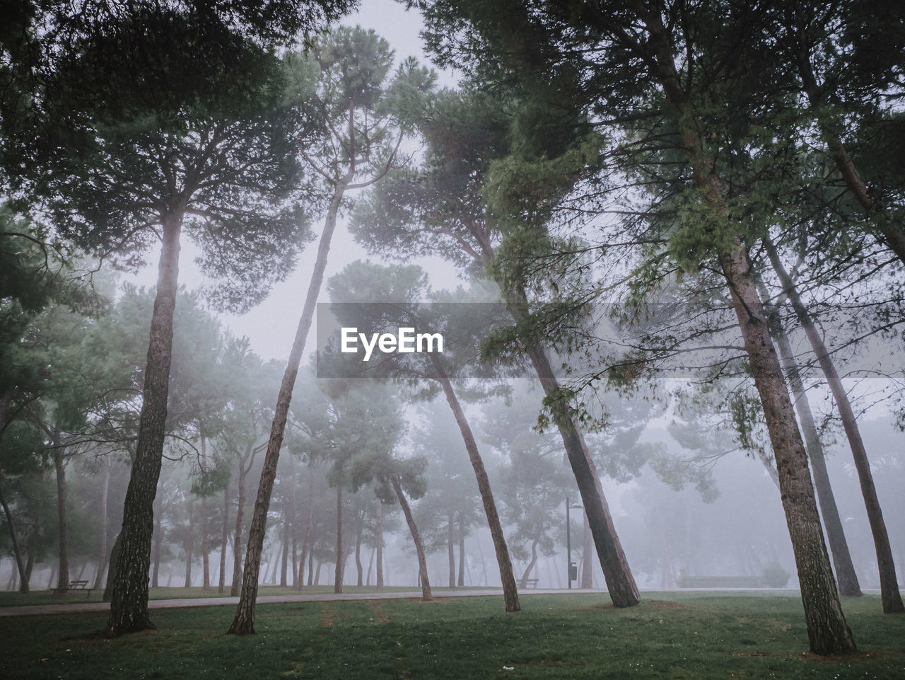 Trees in forest in a foggy morning