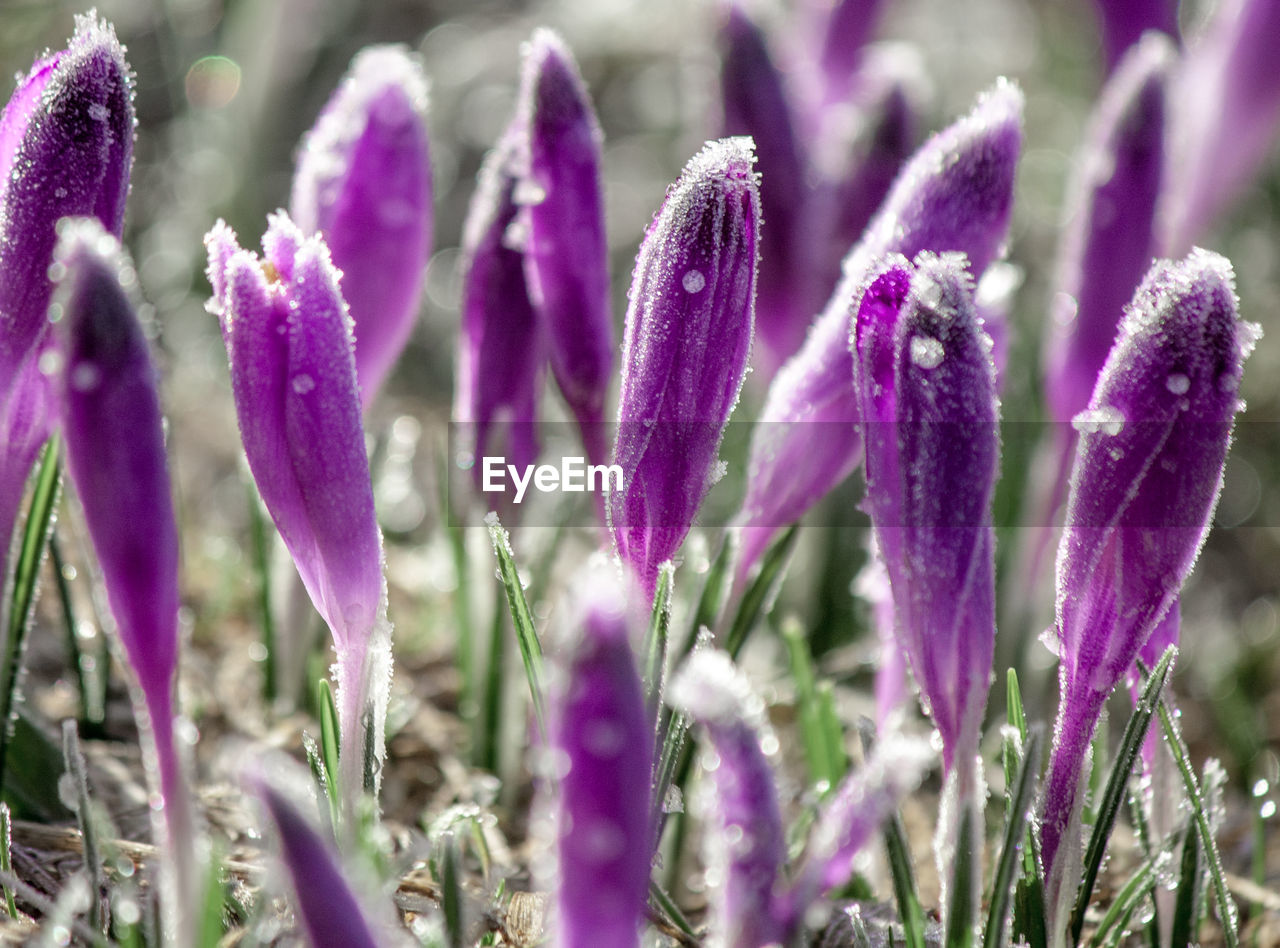 Close-up of purple crocus flowers on field