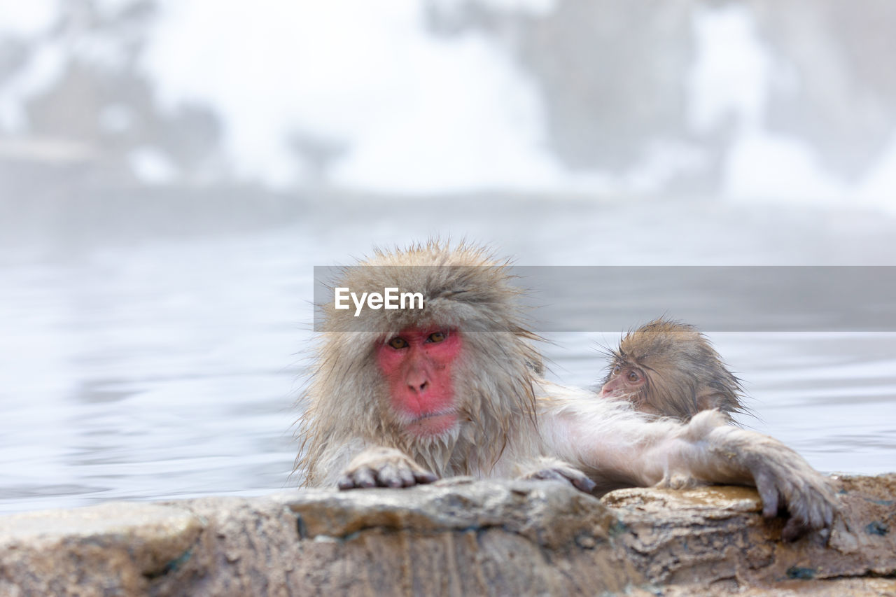 Monkeys in hot spring