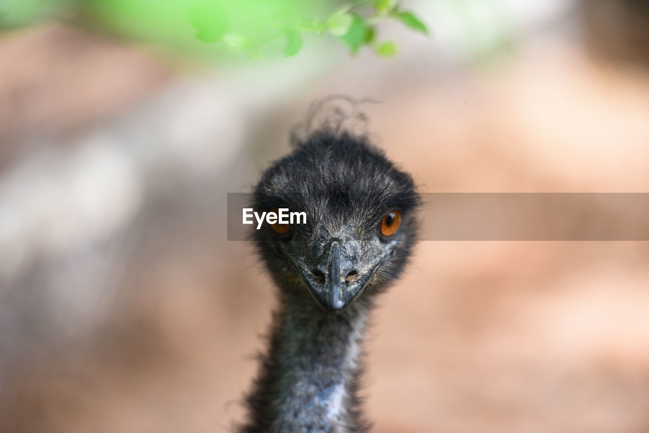 Close-up portrait of emu