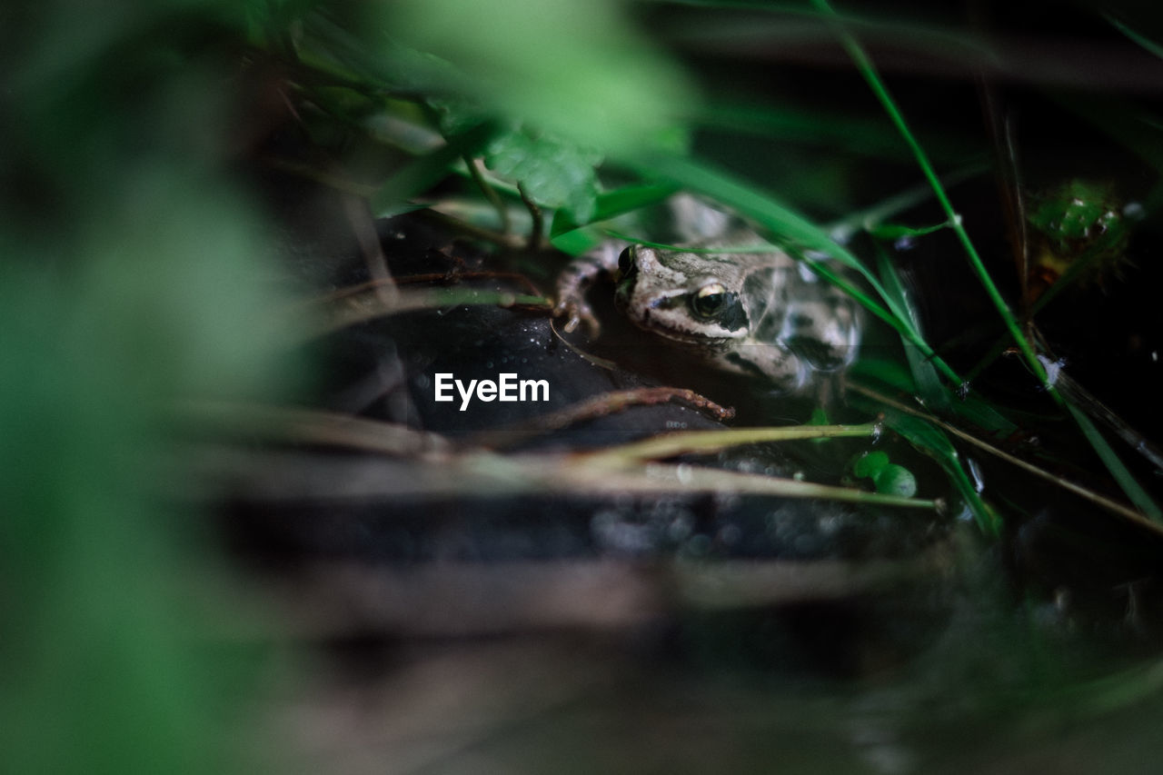 green, animal themes, animal, animal wildlife, one animal, nature, selective focus, frog, wildlife, macro photography, amphibian, reptile, no people, close-up, plant, water, forest, outdoors, snake, animal body part, focus on background, rainforest, day, leaf