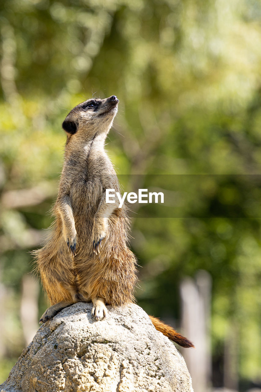 Meerkat on rock