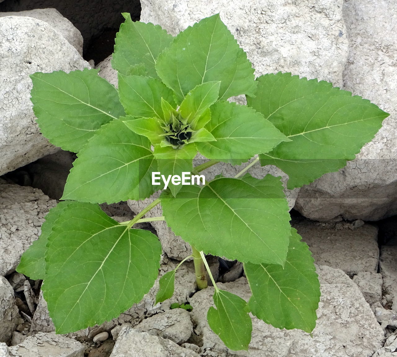 CLOSE-UP OF PLANT LEAF