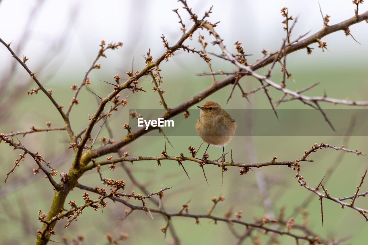 LOW ANGLE VIEW OF A BIRD PERCHING ON BRANCH