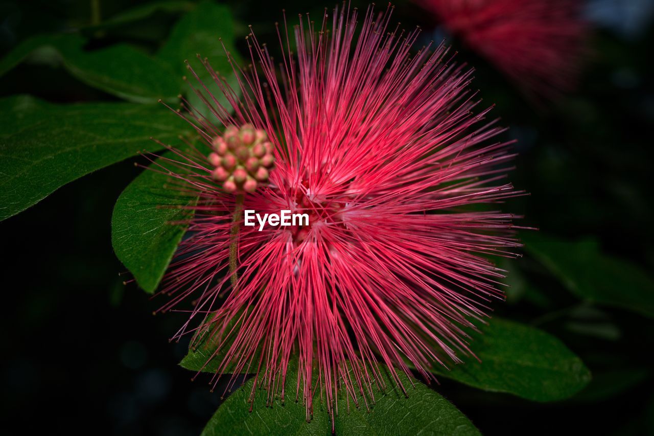 CLOSE-UP OF PURPLE FLOWER