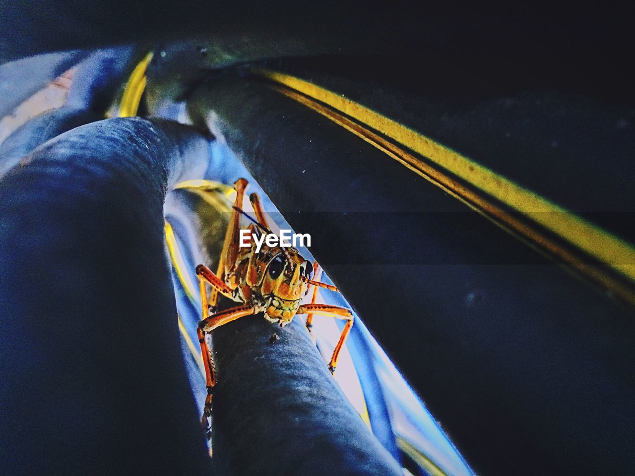 Close-up of grasshopper amidst pipes