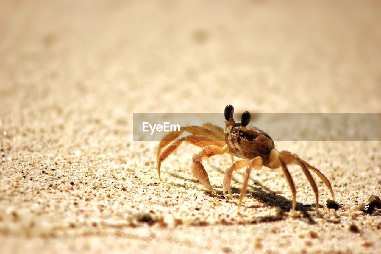 CLOSE-UP OF SPIDER ON THE BEACH