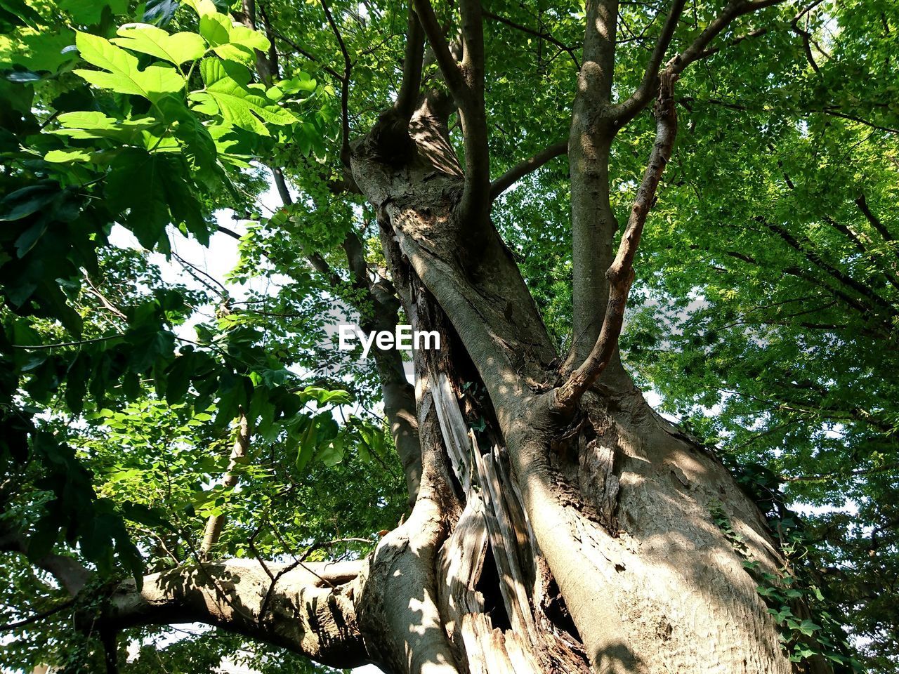 LOW ANGLE VIEW OF TREE TRUNK IN FOREST