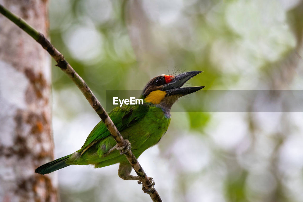 bird, animal themes, animal wildlife, animal, nature, wildlife, beak, tree, one animal, branch, green, plant, environment, perching, beauty in nature, yellow, close-up, forest, tropical bird, multi colored, rainforest, wilderness, tropical climate, no people, bee eater, tourism, outdoors, land, animal body part, focus on foreground, tropical rainforest, environmental conservation, full length, social issues, travel destinations, flower