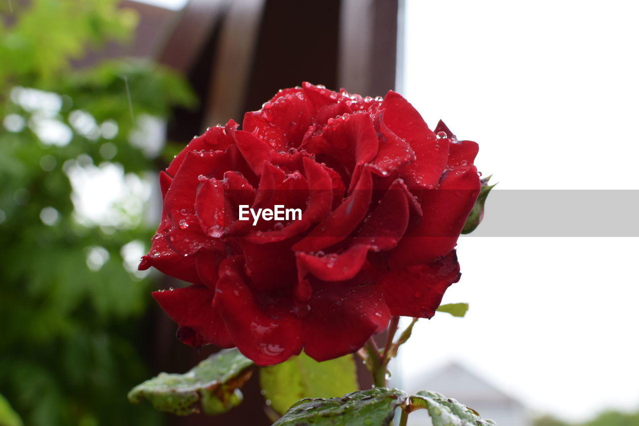 Close-up of wet red rose blooming in park