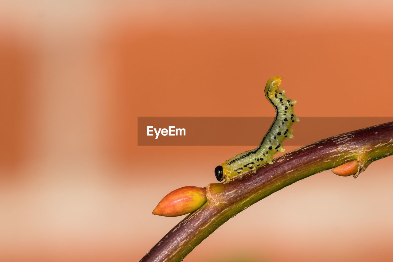 Close-up of insect on plant stem