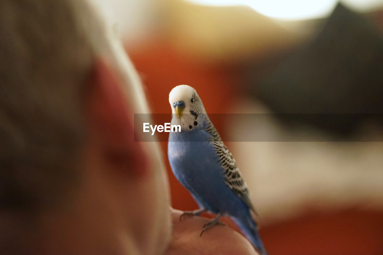 Tame cute blue talking budgerigar with human owner