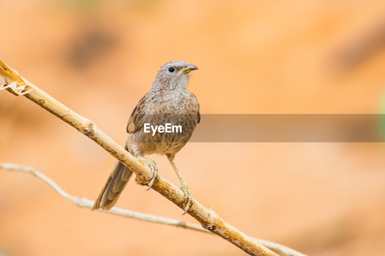 animal themes, animal, animal wildlife, bird, wildlife, one animal, perching, close-up, beak, branch, focus on foreground, tree, nature, plant, no people, full length, songbird, beauty in nature, outdoors, day, selective focus, sparrow, environment, portrait