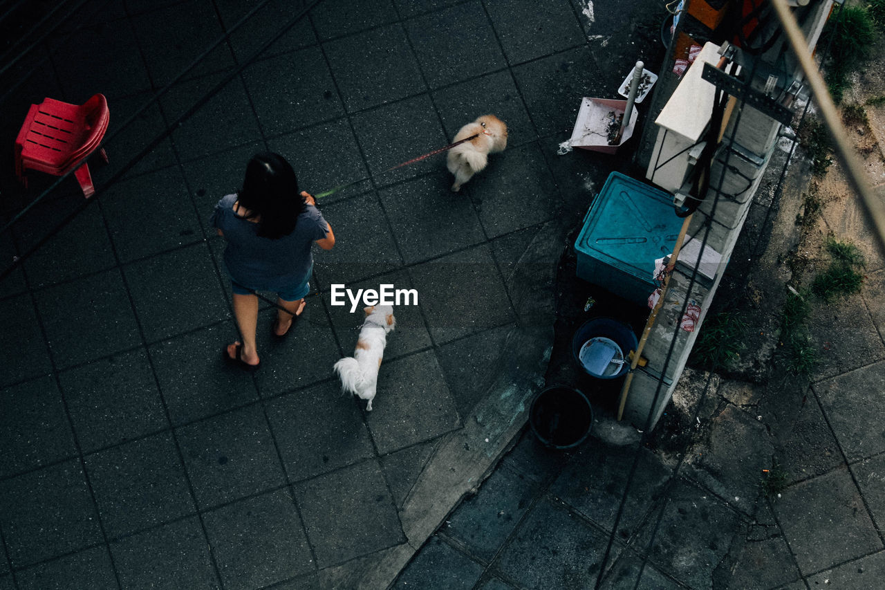 High angle view of woman walking dogs