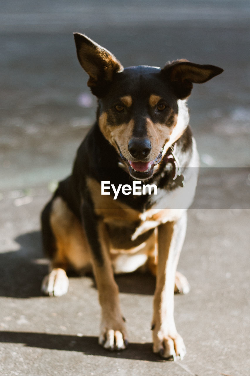 CLOSE-UP PORTRAIT OF DOG SITTING ON FLOOR