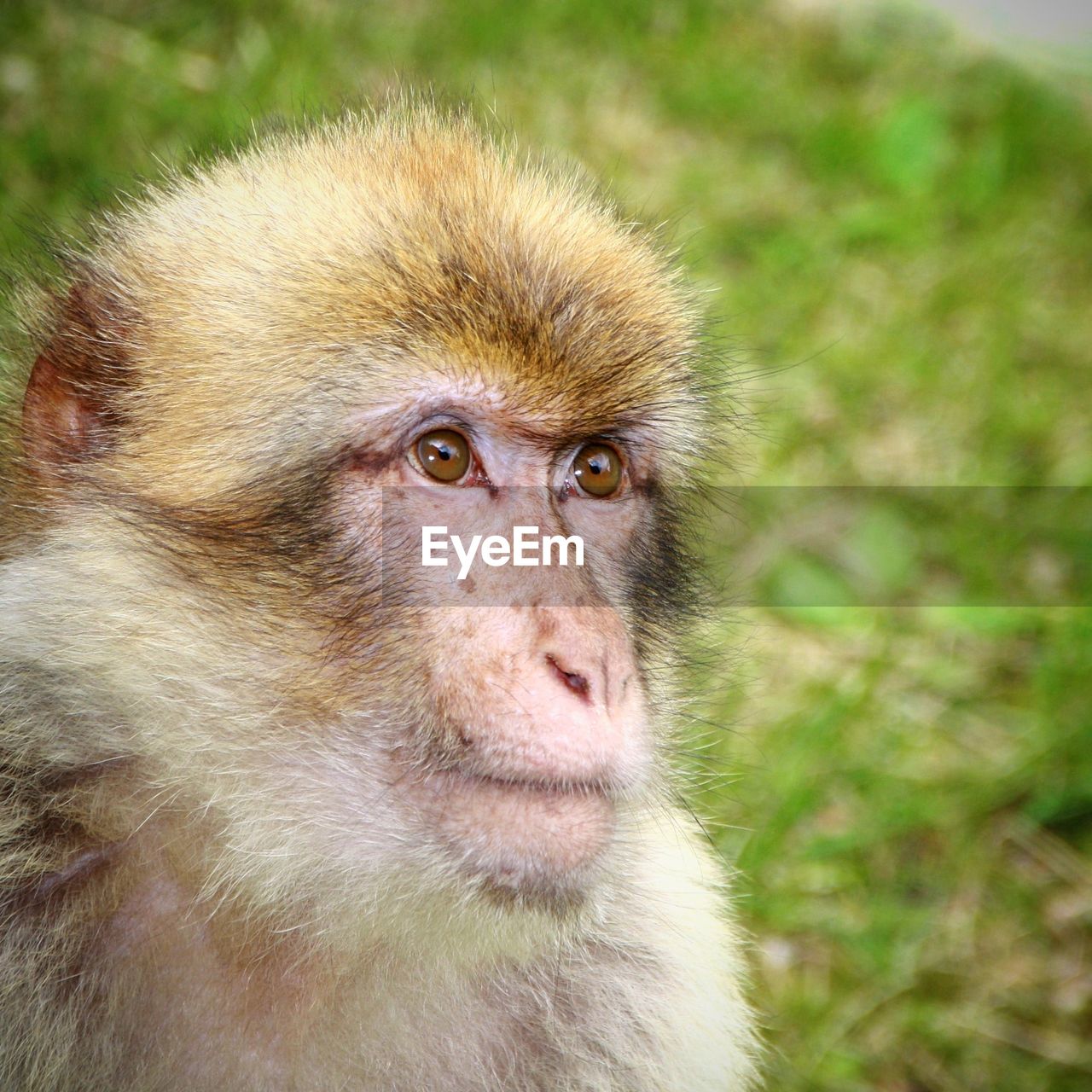 Close-up of monkey looking away on field