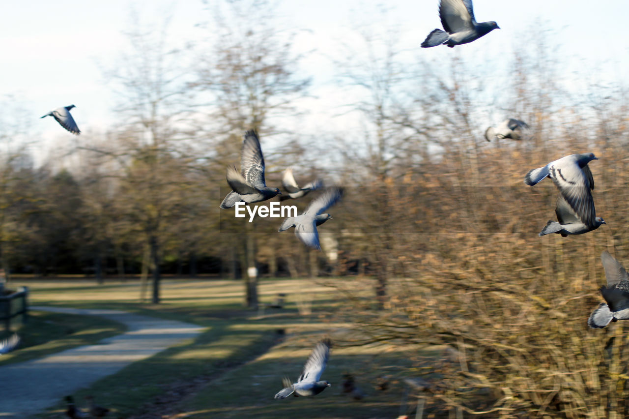 SEAGULLS FLYING