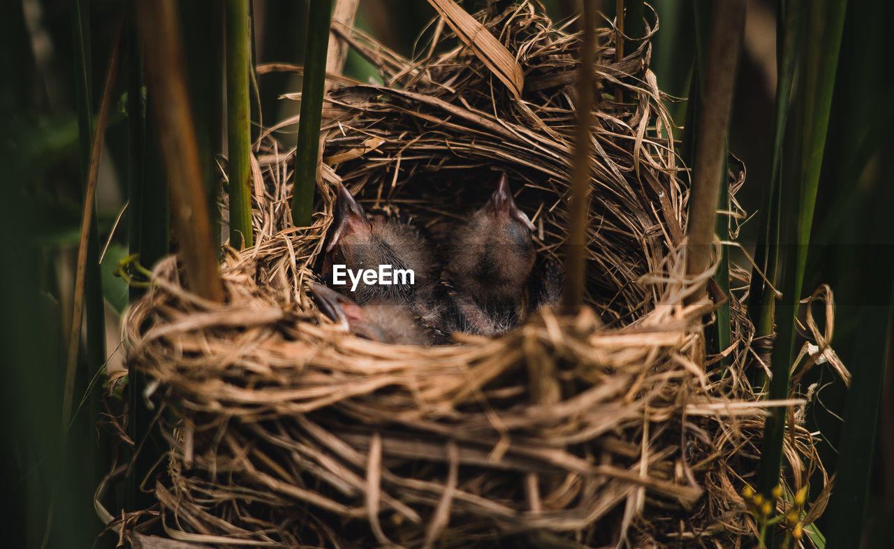 HIGH ANGLE VIEW OF BIRD IN NEST ON PLANT