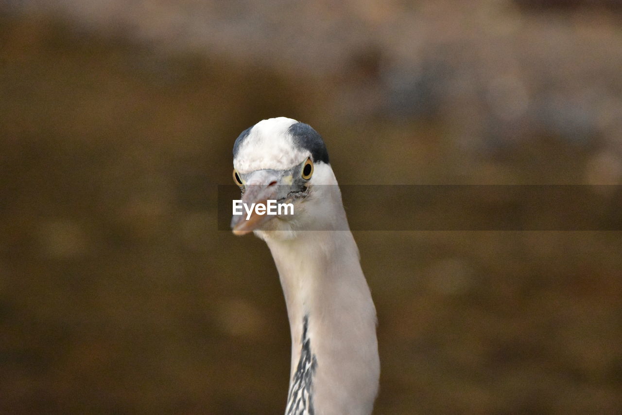 animal themes, animal, bird, one animal, animal wildlife, wildlife, beak, close-up, animal body part, no people, nature, portrait, focus on foreground, animal head, outdoors, day