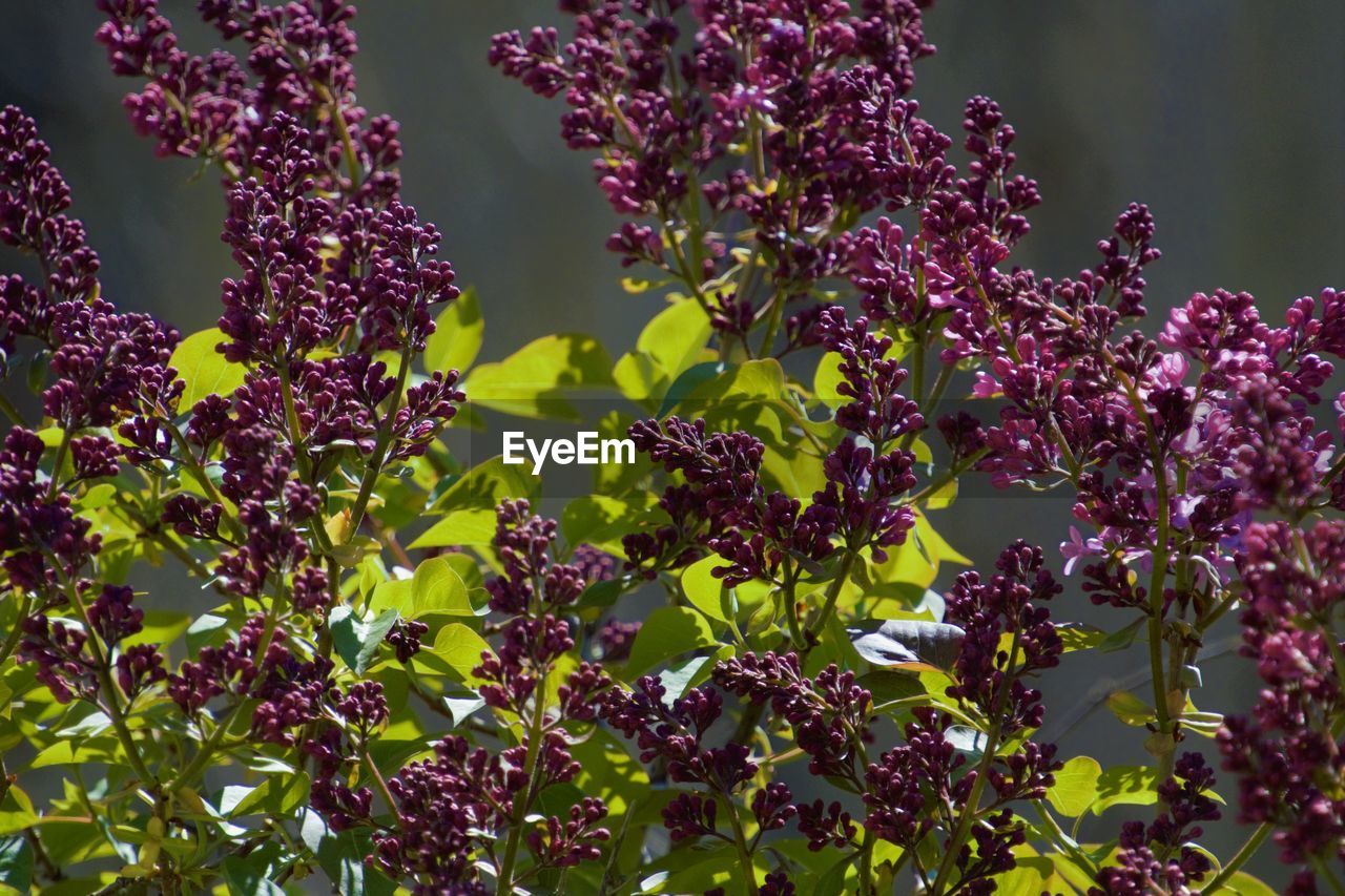 Close-up of purple flowering plants