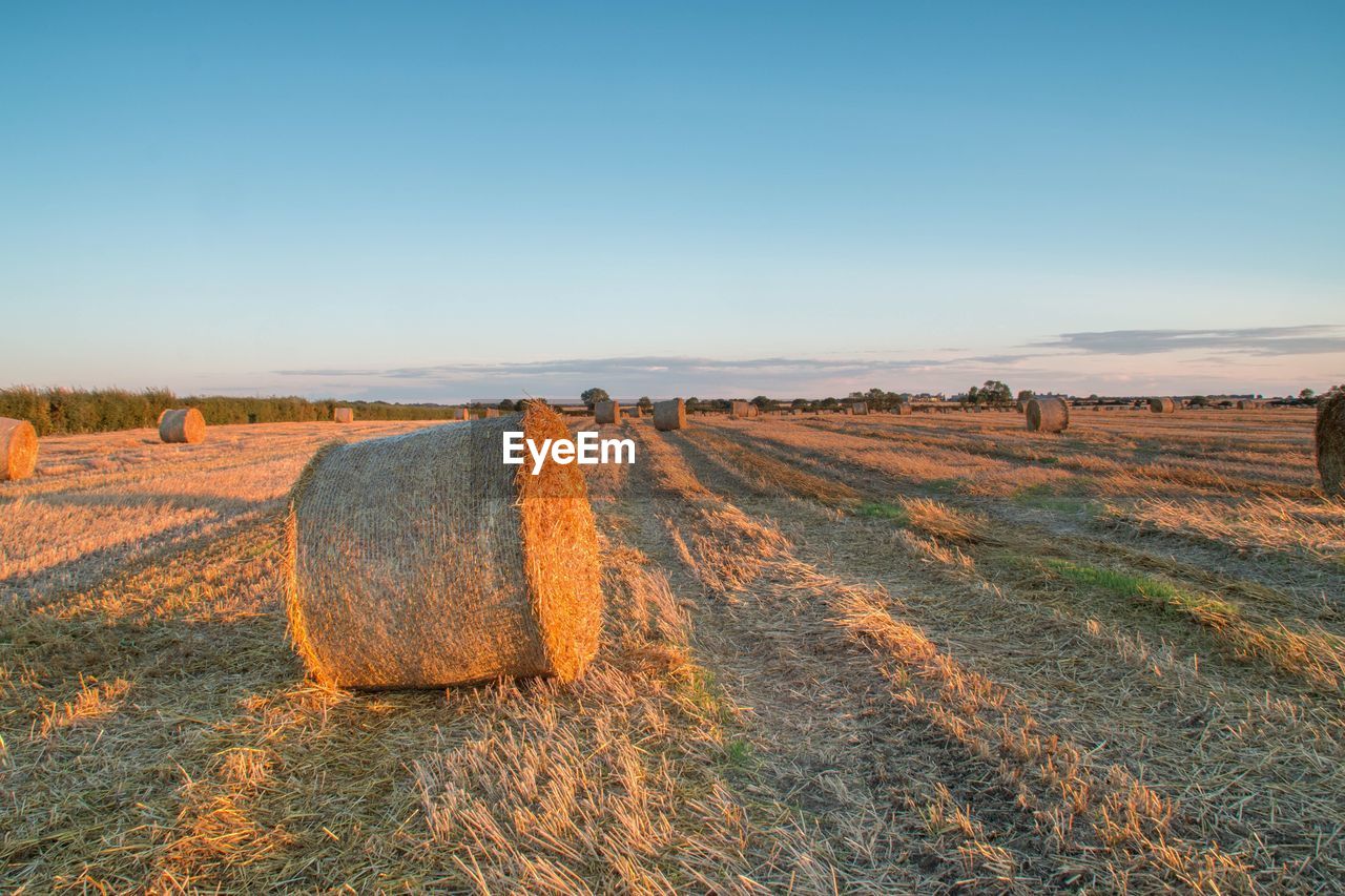 Scenic view of wheat field against clear sky