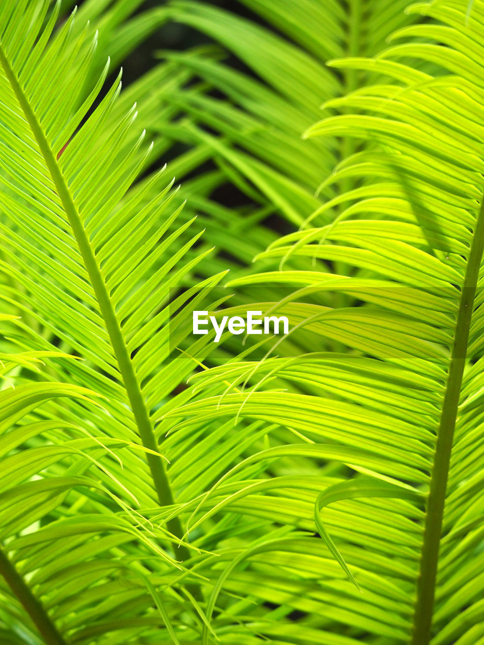 Full frame shot of palm tree leaves