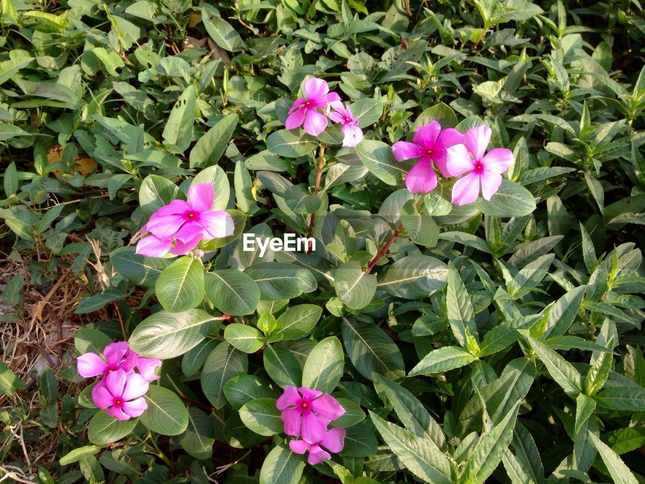 CLOSE-UP OF PINK FLOWERS BLOOMING