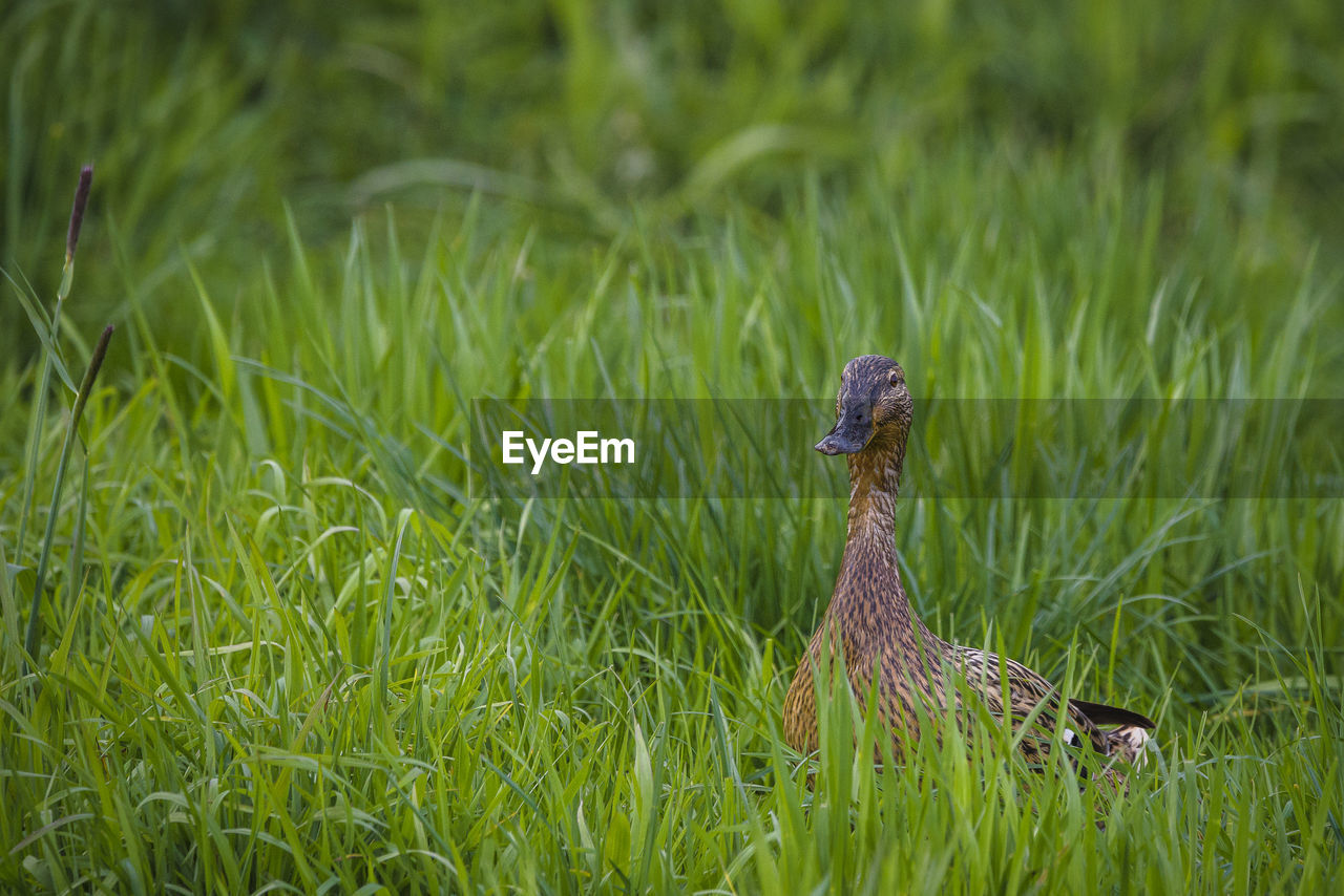 BIRD ON A FIELD