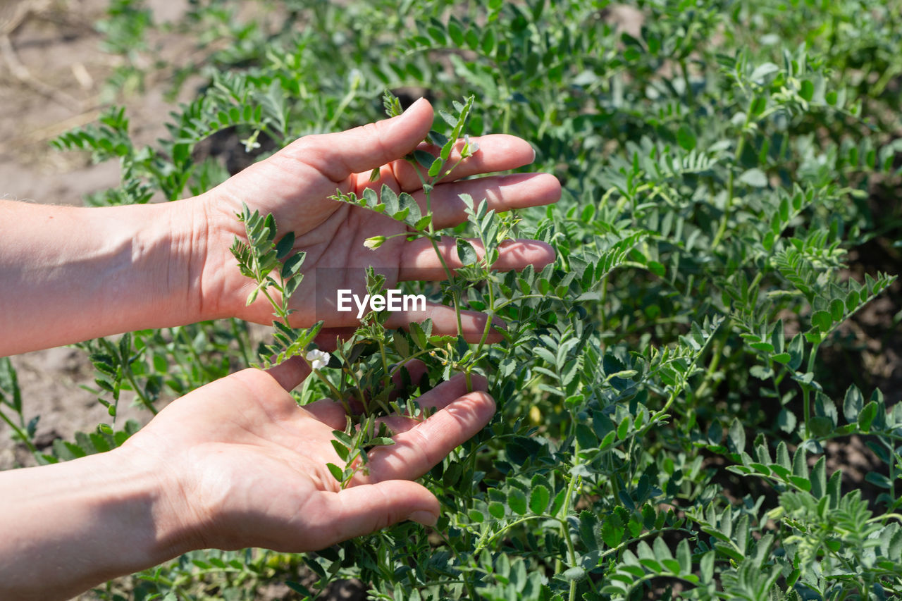 Woman shows chickpeas in close up. chickpea are growing on the field